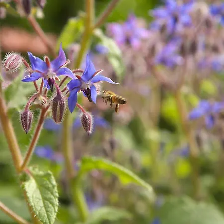 Zueschener Bauernstuben بيت ضيافة 3*