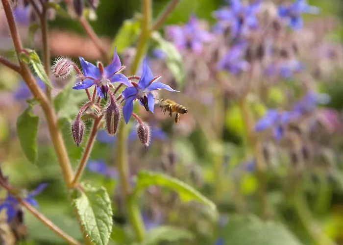 Zueschener Bauernstuben ゲストハウス 3*